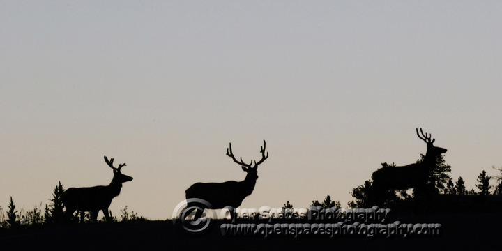Triplets in Silhouette
