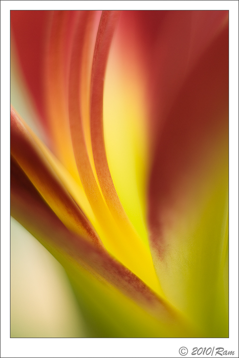 Daylily