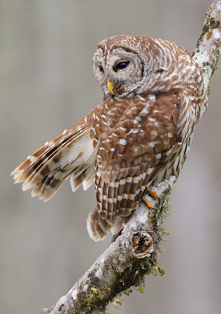 Barred Owl