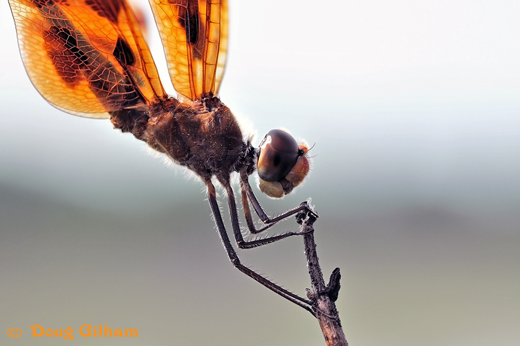 Halloween Pennant