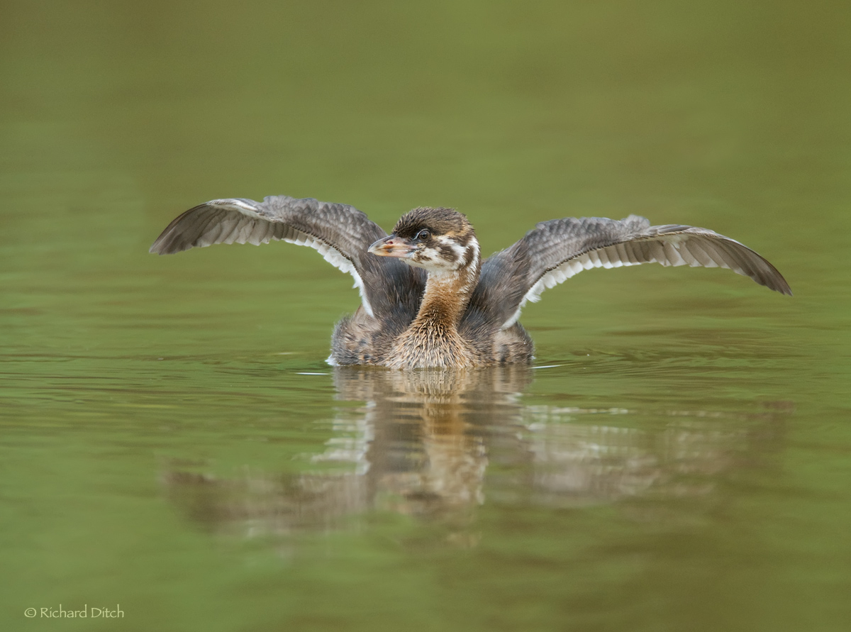 Pied-billed Grebe