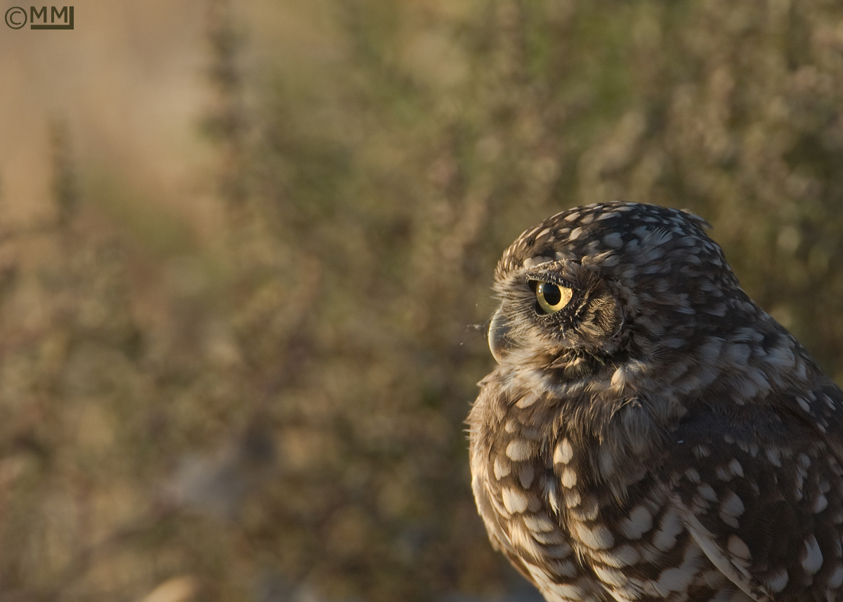 Burrowing Owl