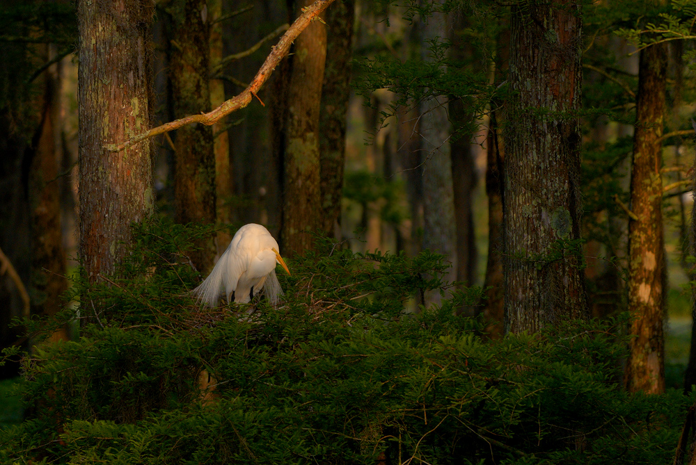 At The Rookery II