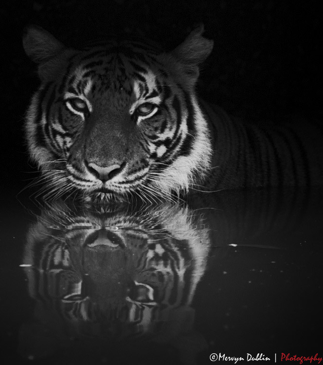 Malayan Tiger.