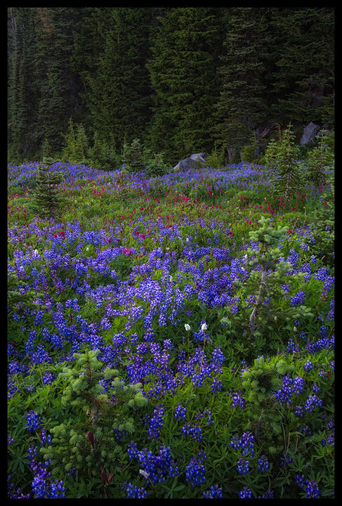 Spray Park Wildflowers