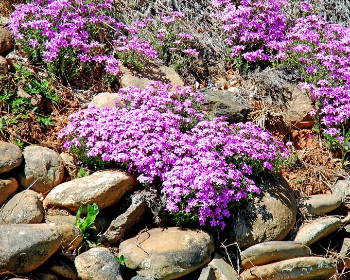 ground cover
