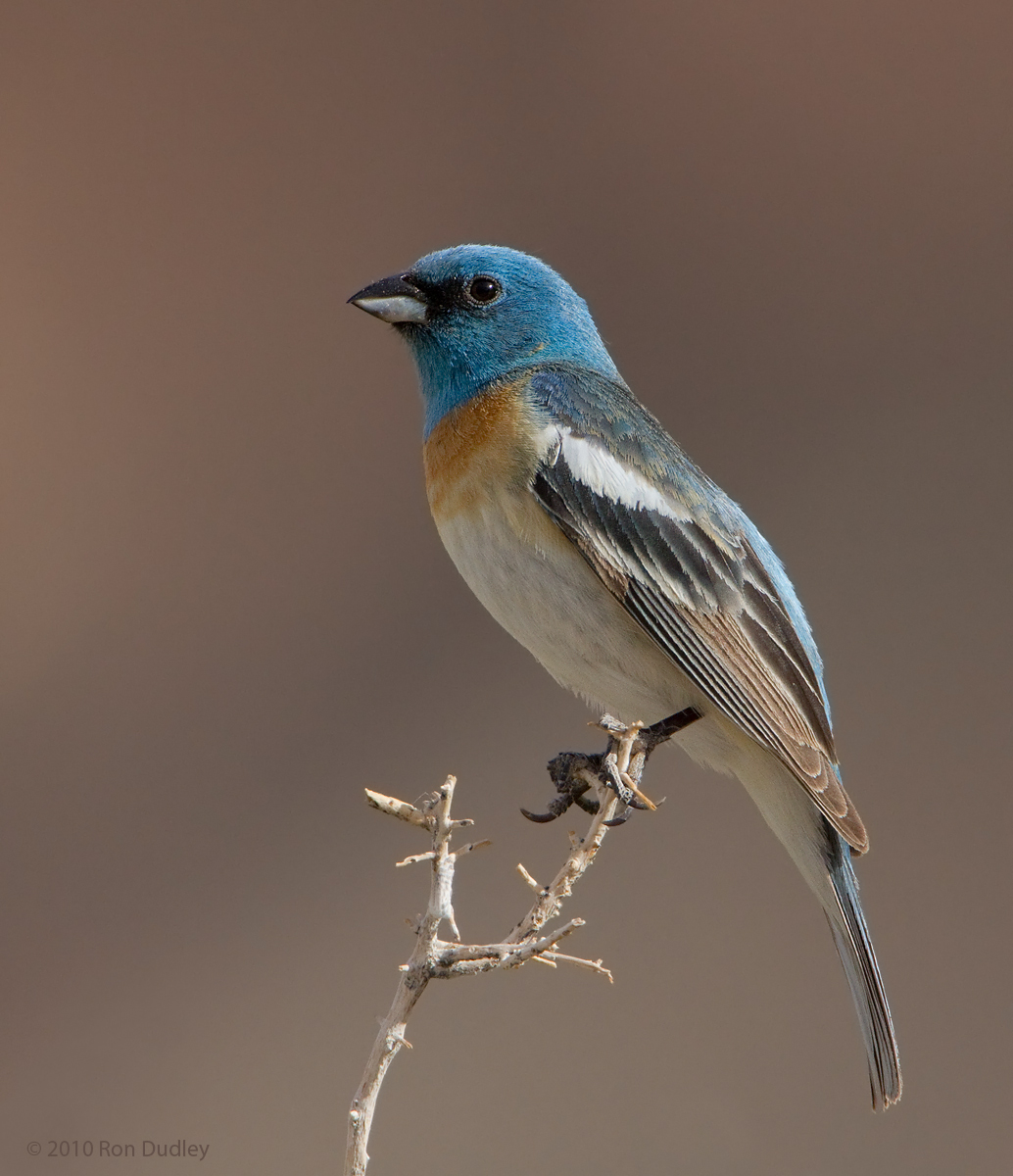 Lazuli Bunting