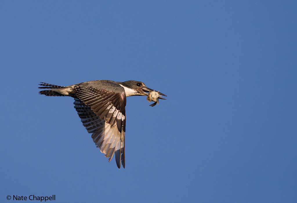 Kingfisher w/ catch