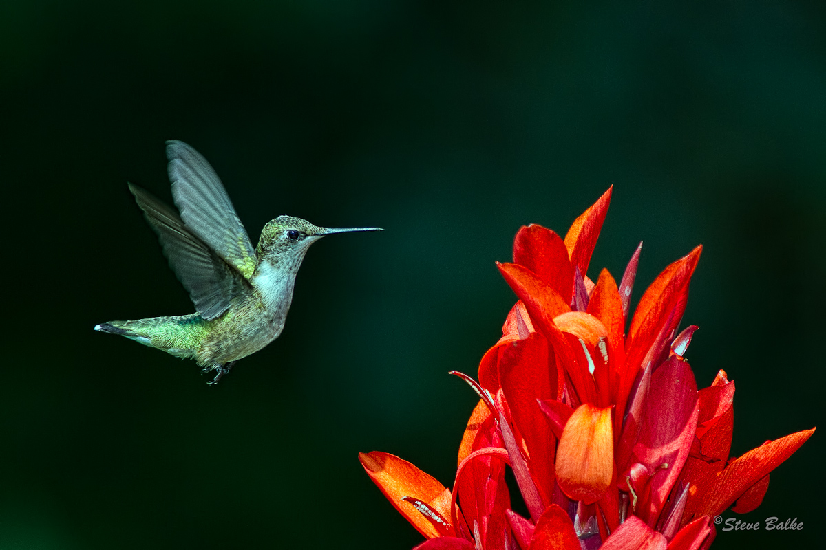 Hummingbird+Repost