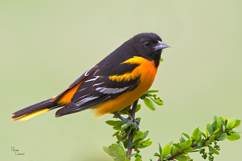 Baltimore Oriole