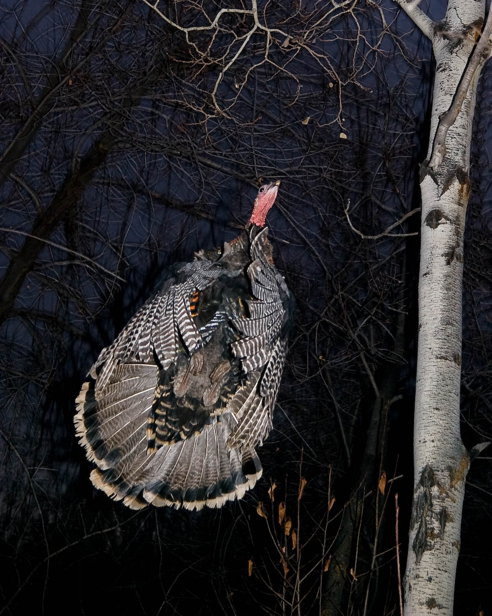 Stealth Turkey
