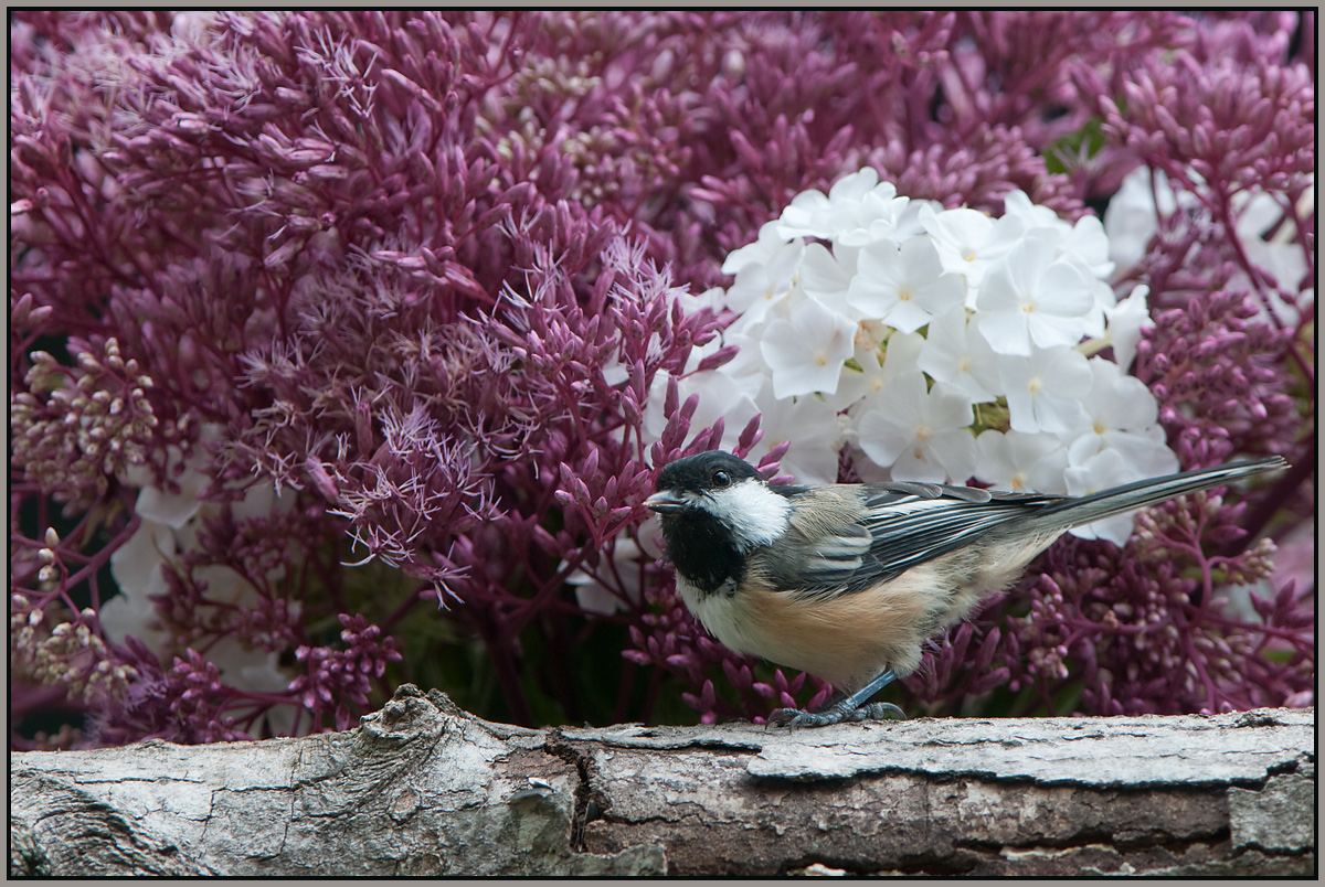 Chickadee
