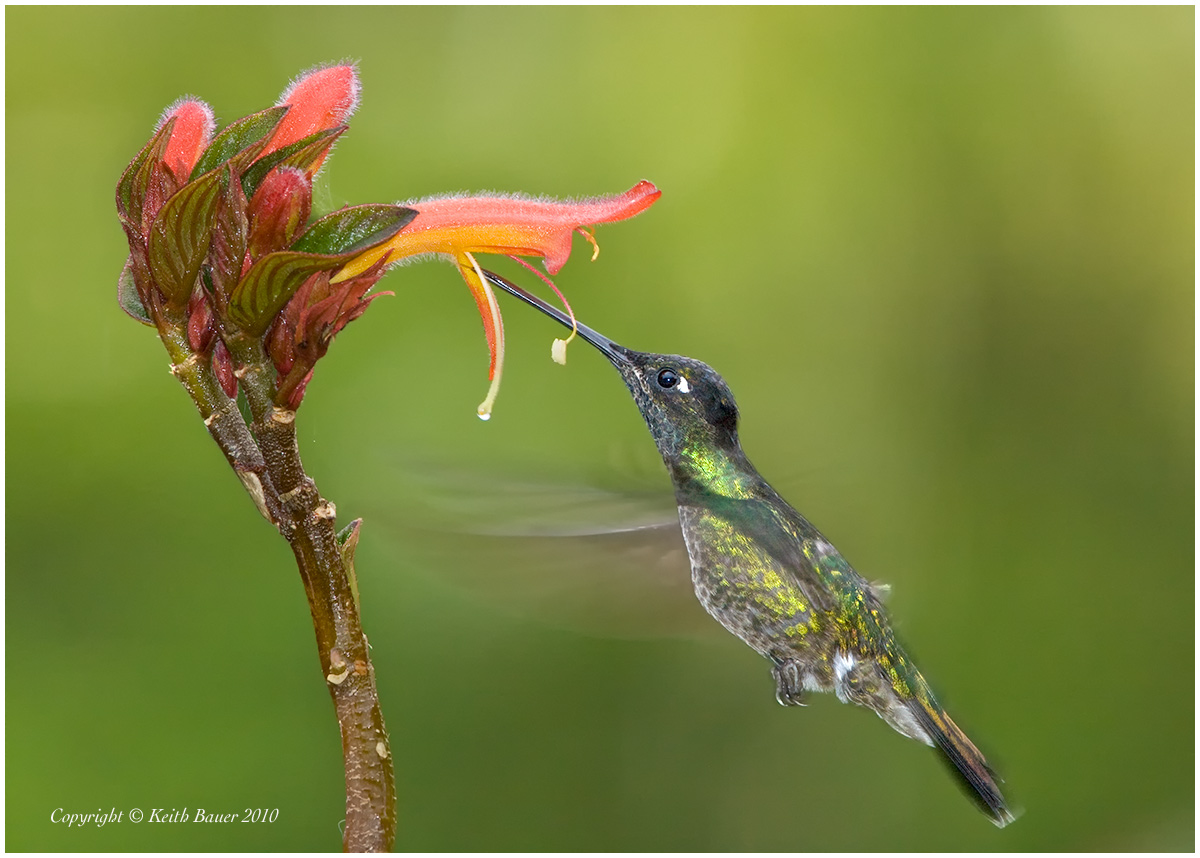 Hummer from Costa Rica