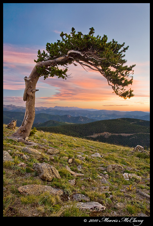 Mt. Goliath Bristlecone