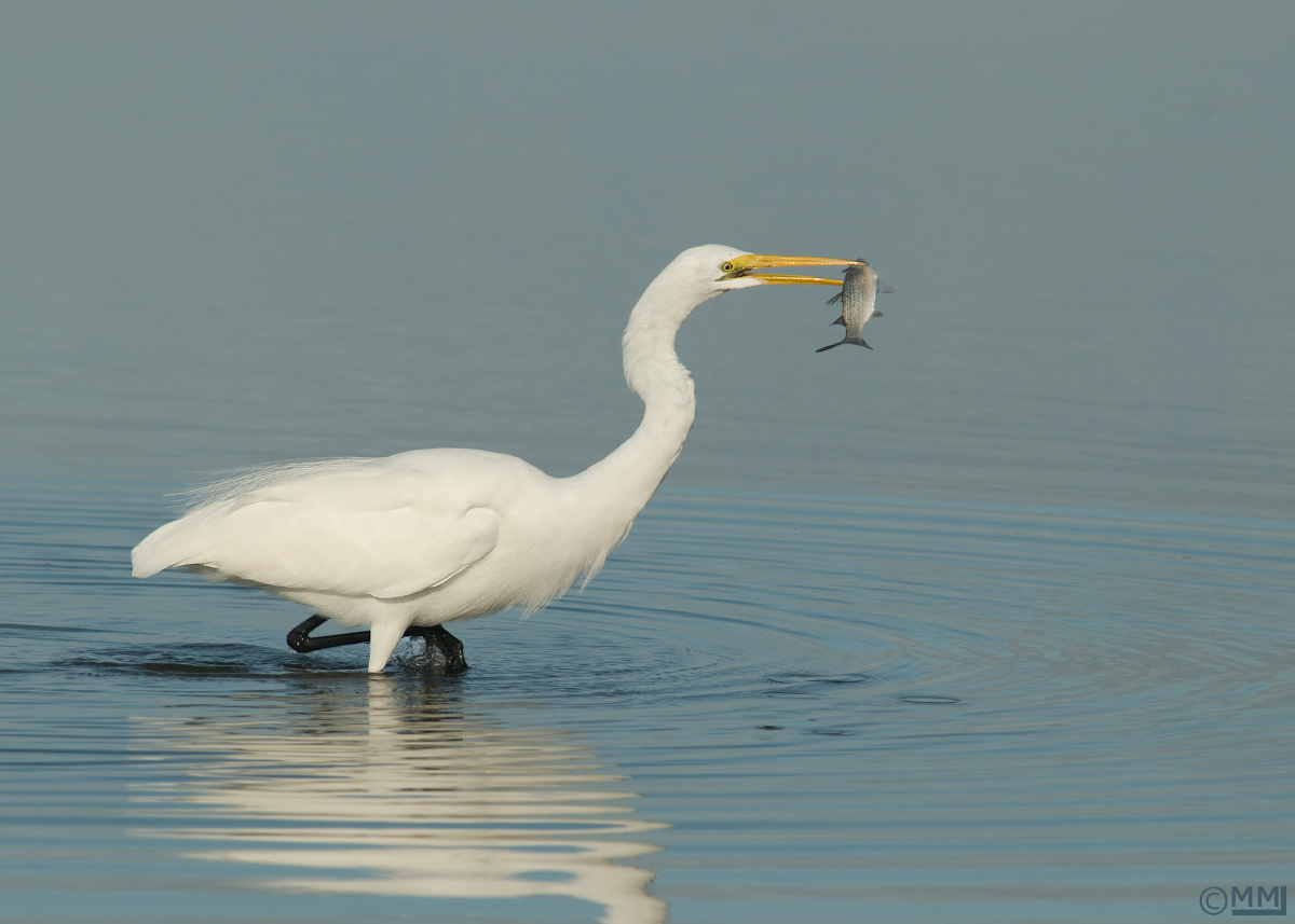 Great Egret