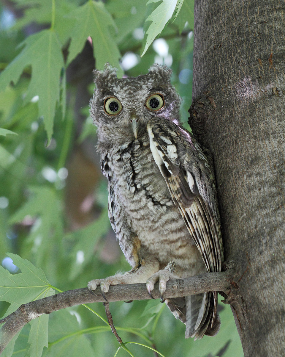 Eastern Screech Owl