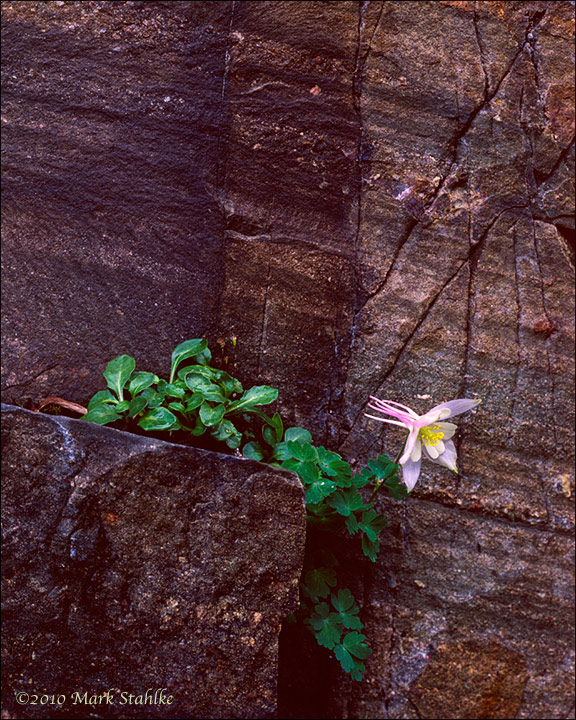 Life Finds A Way