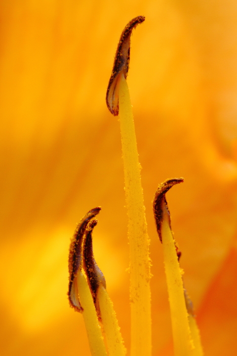 Day Lily