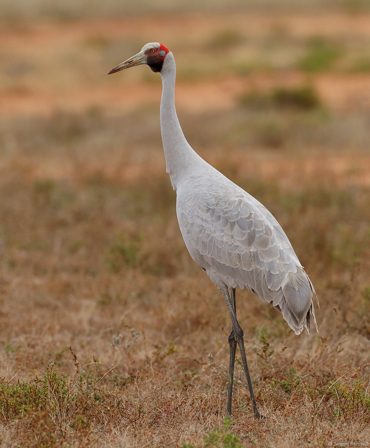 Brolga