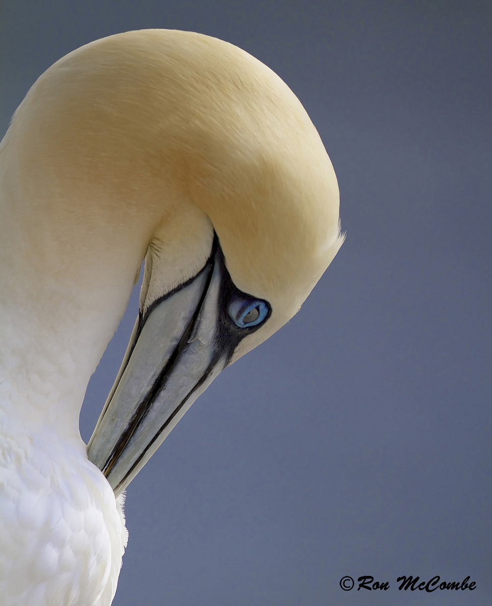 Northern Gannet