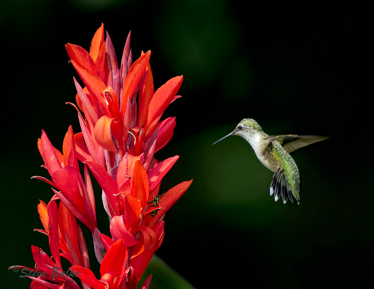 Hummer/Wasp-Repost