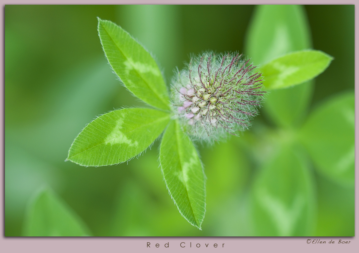 Red Clover