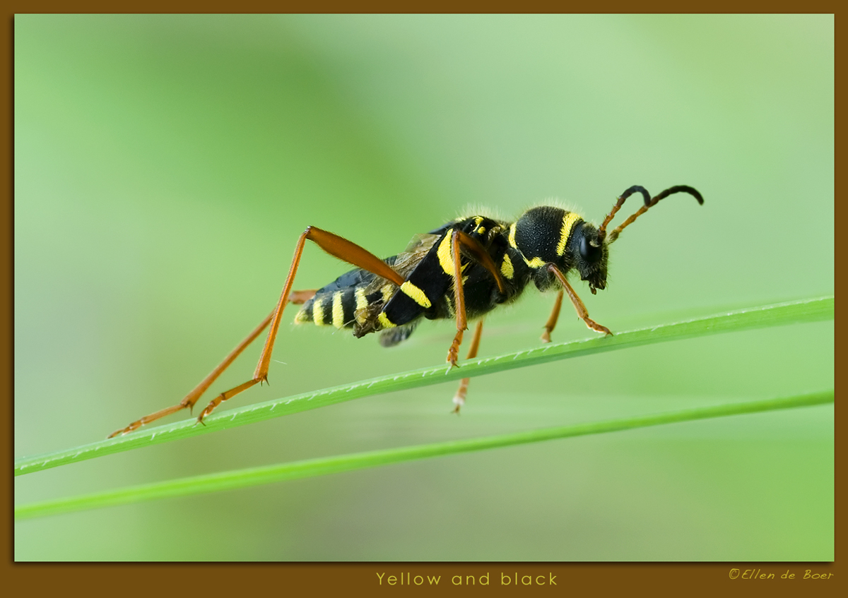 Yellow and black...
