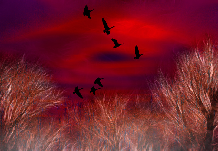 Marsh Morning
