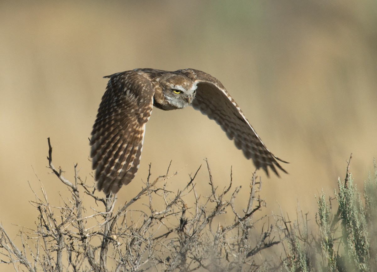 Burrowing Owl