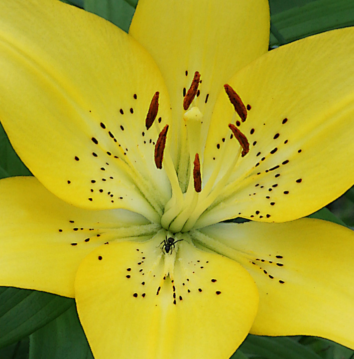 Lily and visitor