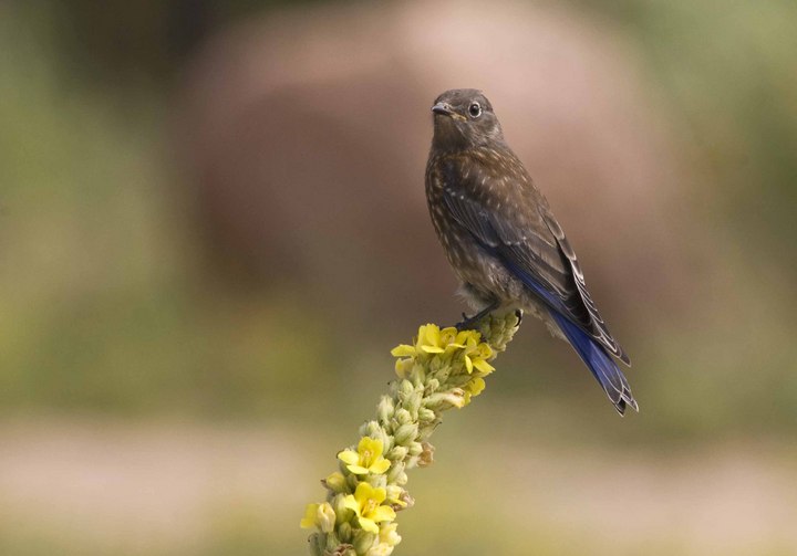 Immature Western Bluebir