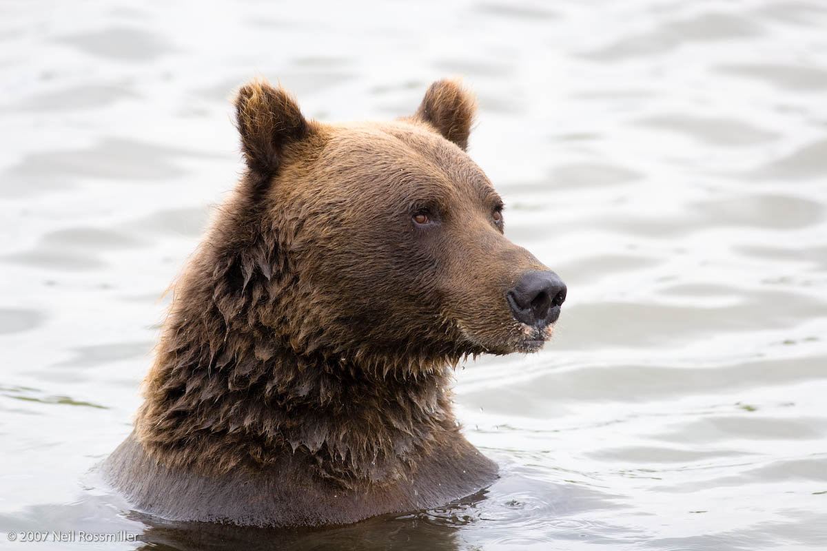 Bear Portrait w/repost2