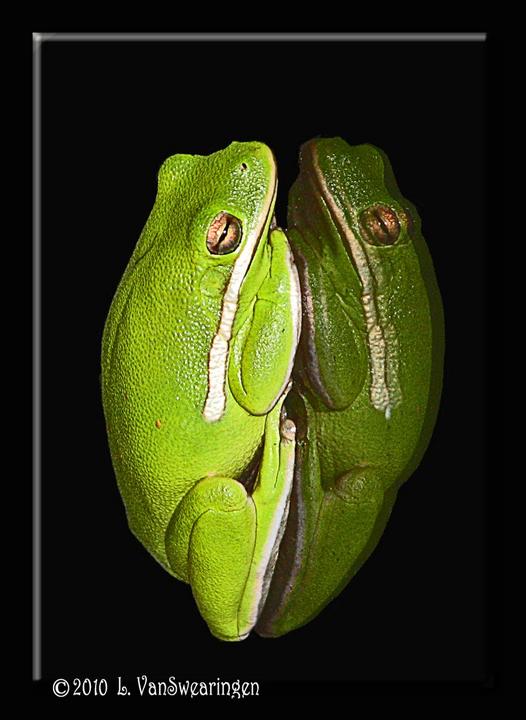 Tree Frog Window Watcher