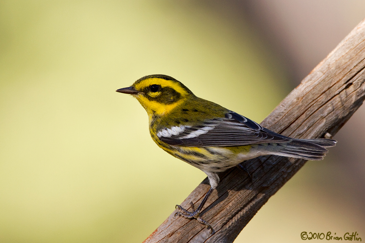 Townsend's Warbler
