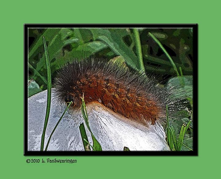 Woolly Bear On Mushroom