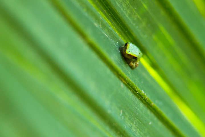 Baby Tree Frog