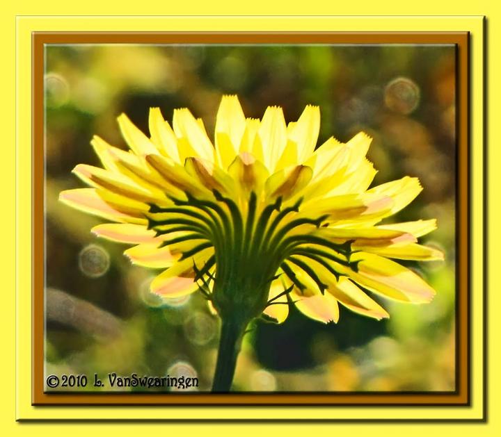 Dandelion Dream