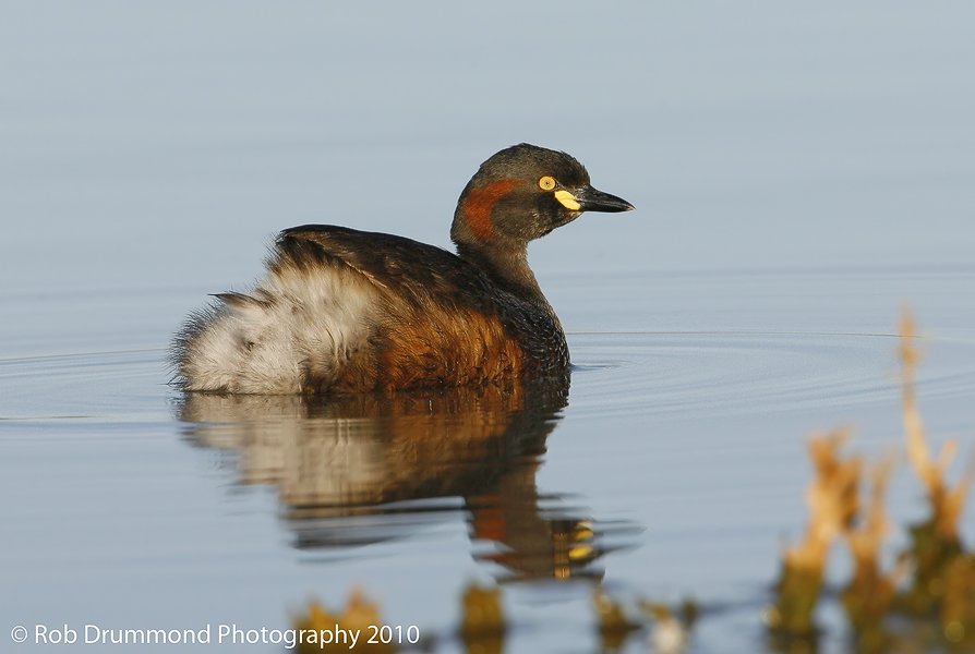 Australasian Grebe