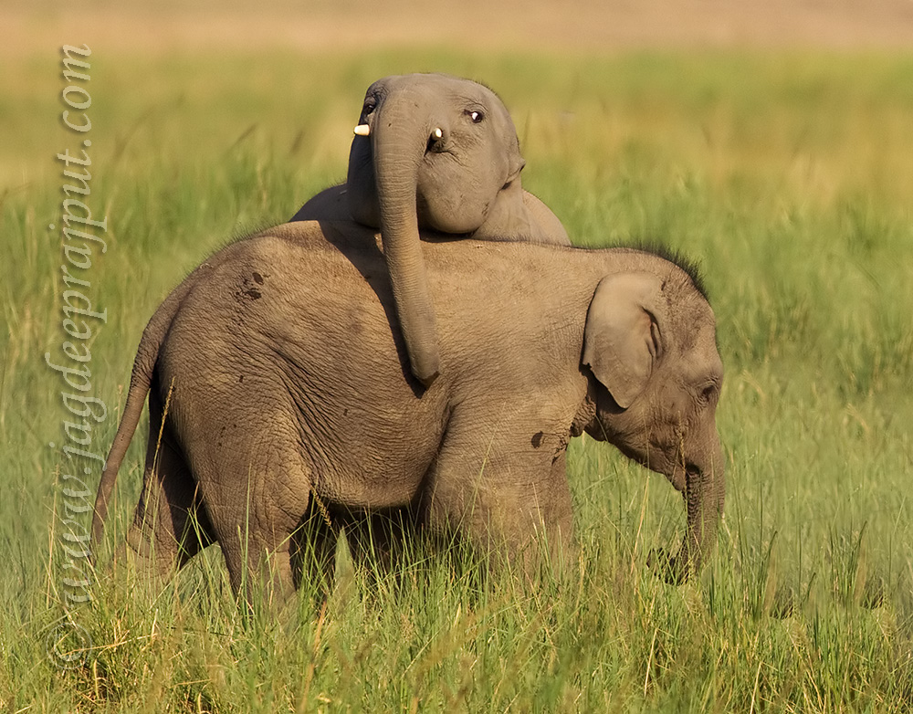 Elephant calves at play