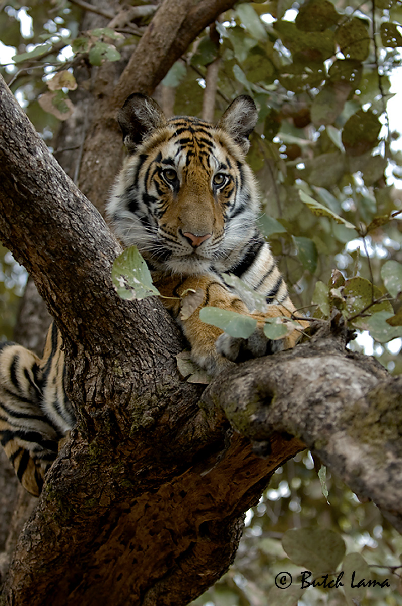 Out on a limb