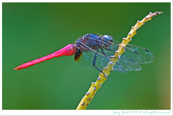 Red Skimmer