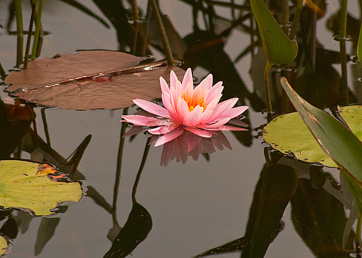 Water Lilly