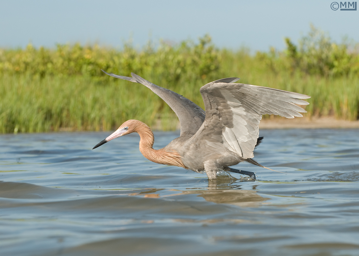 Reddish Egret