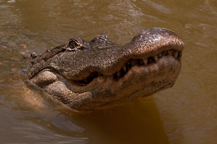 American Alligator