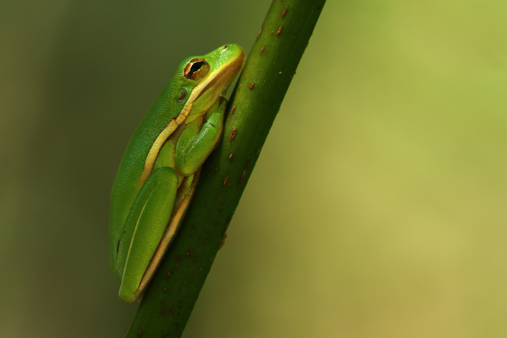 Green Tree Frog