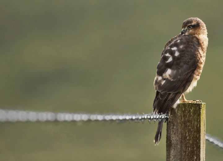 Juvenile Sparrowhawk