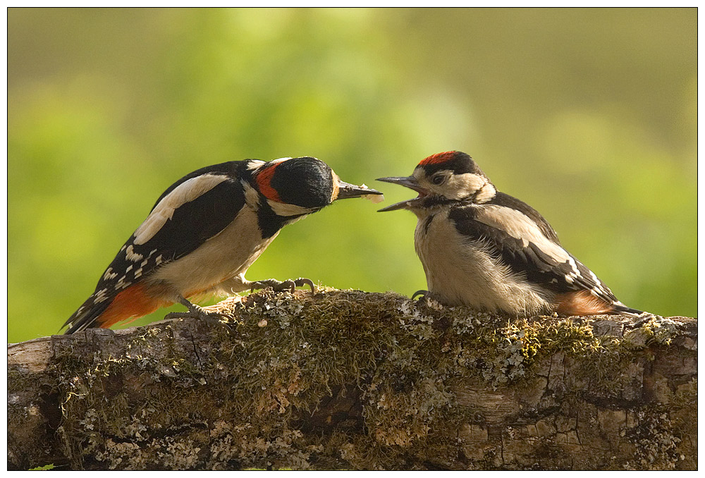 Feeding time