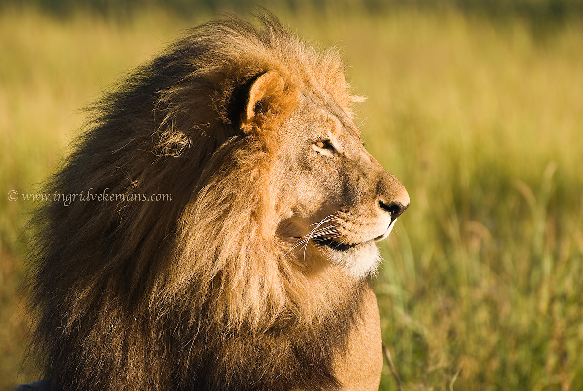 His Majesty