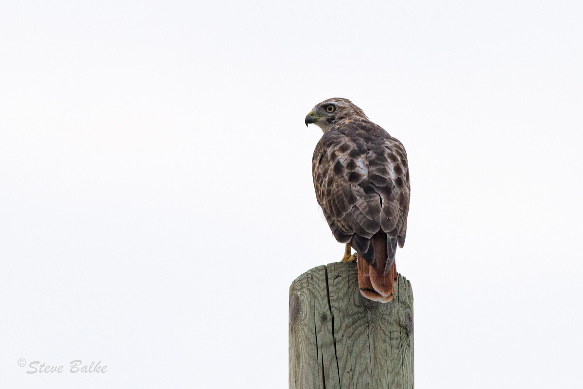 Red-tailed Hawk
