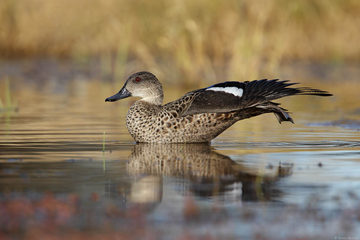 Wing-and-leg stretch